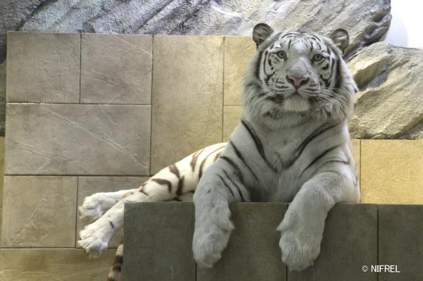 NIFREL: Aqua Zoo Admission Ticket | Osaka, Japan