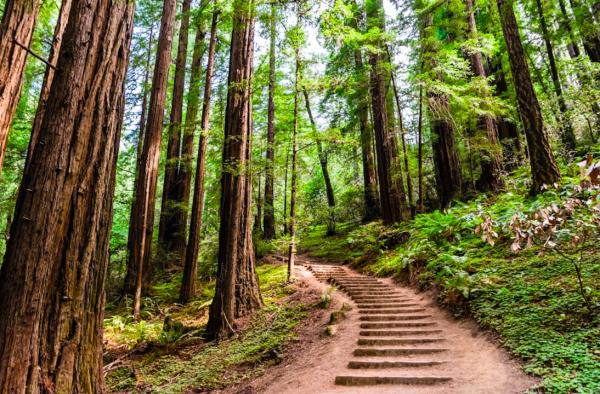 Muir Redwood National Park and Sausalito Seaside Town | Half-Day Tour From San Francisco