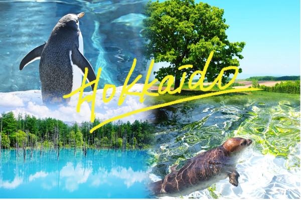 北海道日帰り旅行|旭山動物園、白ひげの滝、美瑛の季節の観光ツアー|札幌発、英語・中国語ガイド付き