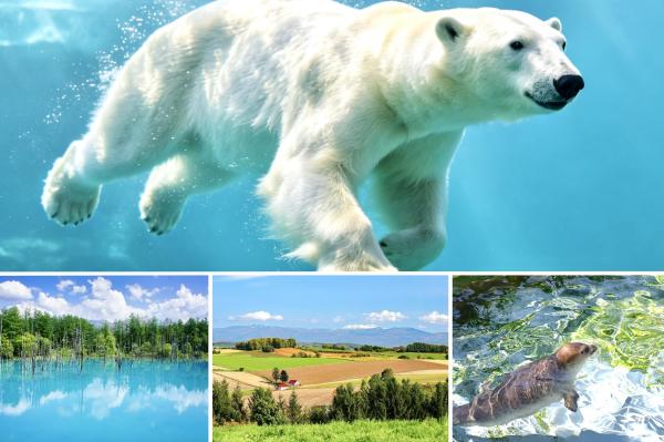 北海道日帰りツアー|旭山動物園、美瑛の青い池、富良野と美瑛の季節の観光スポット|札幌発|英語と中国語のガイド付き