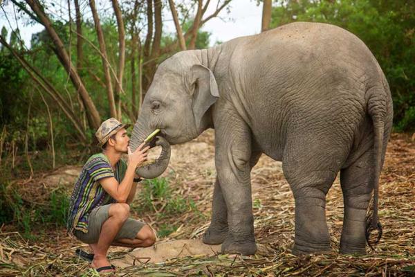 【【Elephant Jungle Sanctuary】芭達雅大象友善半日體驗營