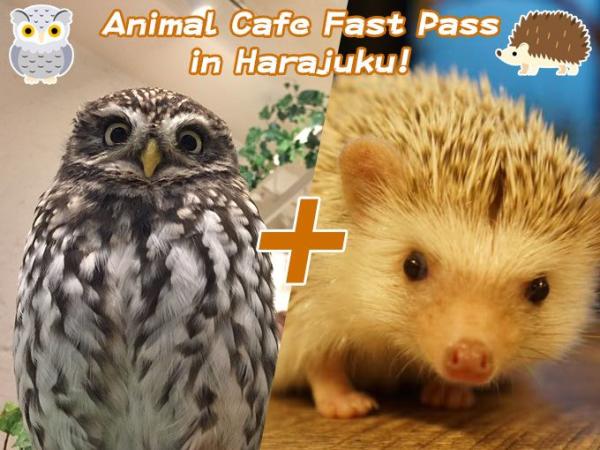 【【東京寵物體驗】原宿寵物咖啡廳快速通行證(貓頭鷹花園 刺蝟咖啡廳)