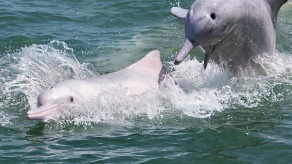 【【香港豪華遊艇】欣賞中華白海豚・港珠澳大橋觀光遊覽