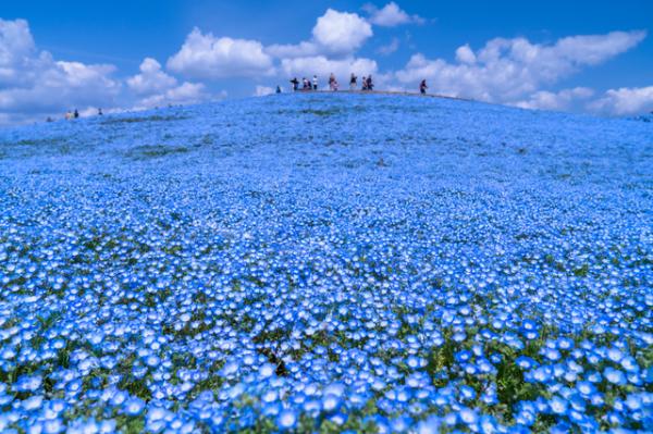 【東京日帰りお花見ツアー】ひたち海浜公園、蝶々花の丘またはほうき草、足利公園イルミネーション、鬼平江戸(新宿発)