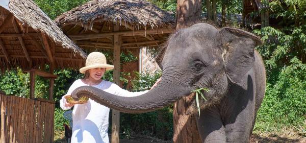 【【清邁友善大象體驗】大象保護園區、大象便便環保紙公園