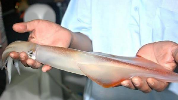 澎湖海洋牧場|海上皇宮|澎湖夜釣小管夜釣體驗