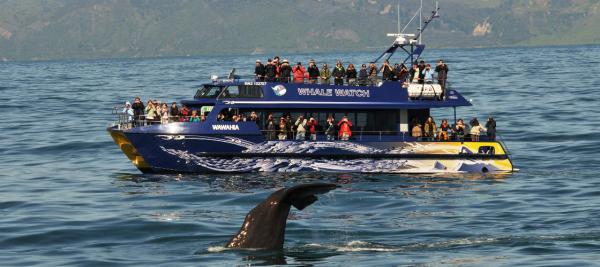 Kaikōura Whale Watching Tour | New Zealand