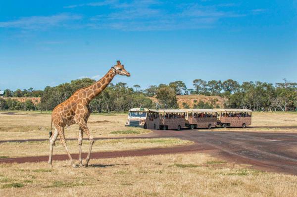 [Eco Tour] Melbourne Werribee Open Range Zoo Ticket | Victoria