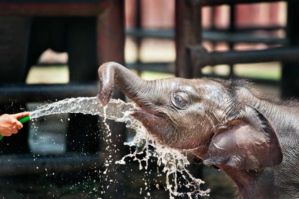 【【走進大象友善園區】喀比大象友善半日體驗營 Krabi Elephant Sanctuary