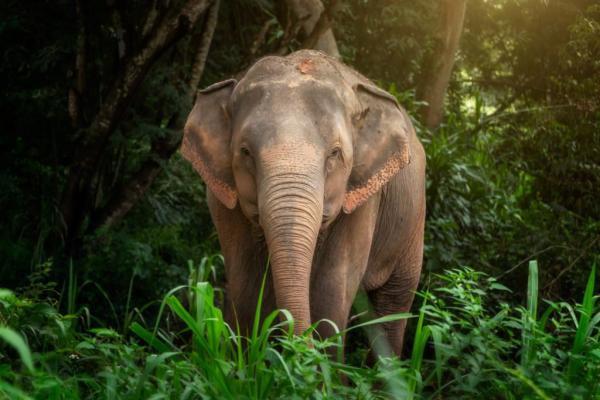 【【Elephant Jungle Sanctuary】蘇美島大象友善半日體驗營