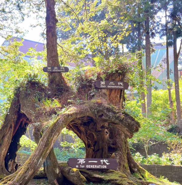 Chiayi Private charter car| Alishan One Day Tour | Everlasting & Alishan Forest Train | Departing from Taichung