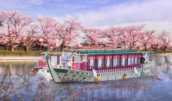 【2026初春/樱花季限定】东京隅田川赏樱屋形船巡游|和牛寿喜烧/海鲜寿司搭配软饮/茶道体验搭配点心 & 三味线雅乐现场演奏(免费无限软性饮料)