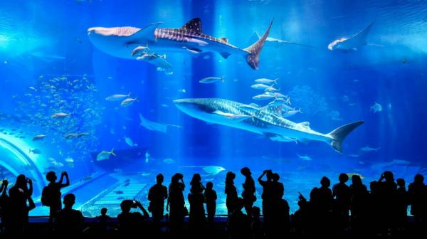 沖繩北部一日遊|美麗海水族館+萬座毛+古宇利島+北谷美國村|中文導遊|贈全程門票