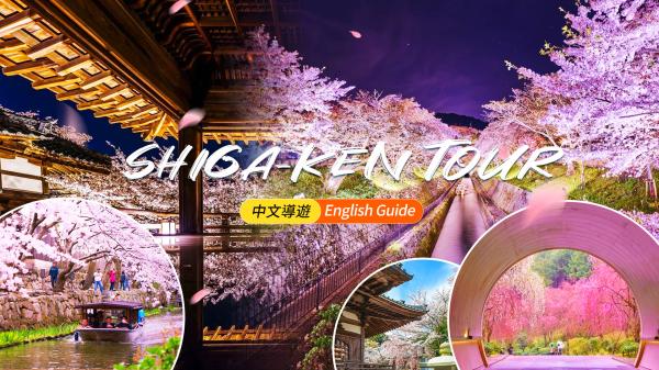 [Seasonal Limited Time Offer] One-Day Cherry Blossom Viewing Tour in Kansai, Japan | Miho Museum Cherry Blossom Tunnel or Omihachi, Hachimanbori, Mii-dera (Enjo-ji) Night Cherry Blossom Illumination, Lake Biwa Canal | Departing from Osaka/Kyoto
