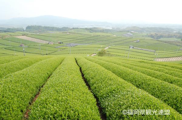 YokaBus 杯中传承 八女茶与清酒品尝之旅