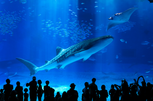 那覇空港⇔美ら海水族館 高速バス往復乗車券 空港受取