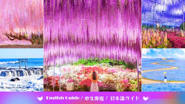 春限定お花見日帰りツアー|藤物語 あしかがフラワーパーク 藤と上総鳥居と茨城ひたち海浜公園 白蝶花の海|東京発