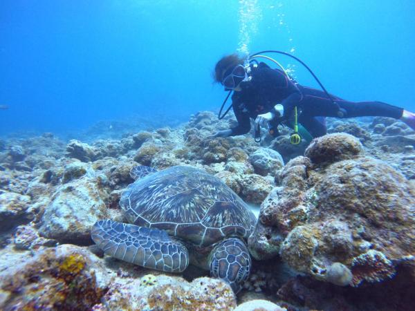 [오키나와, 이시가키섬] 초보자 및 소규모 그룹 펀 다이빙! <3회 다이빙> 점심 식사 및 교통편 포함