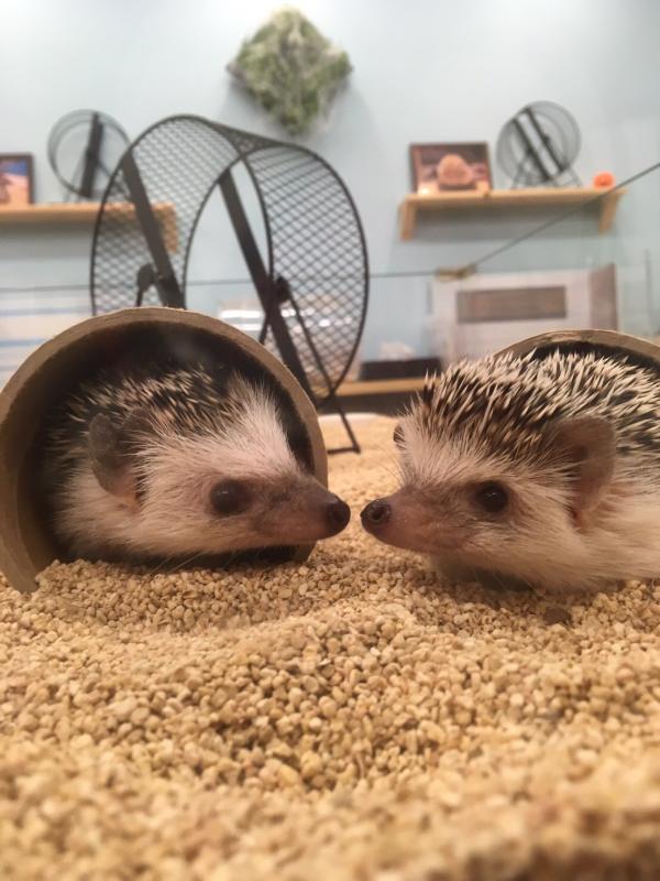 Tokyo | 1-hour Hedgehog Cafe Experience | ChikuChikuCAFE - Hedgehog Home & Cafe in Shibuya