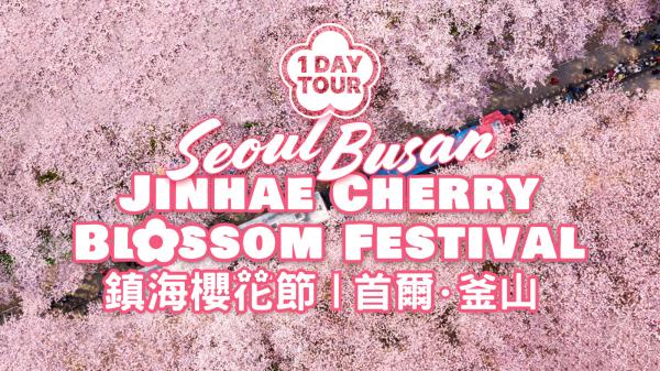 [搶先預約享7折] 2026 櫻花季|鎮海櫻花節 (鎮海軍港節) (日櫻/夜櫻)|釜山出發/首爾出發