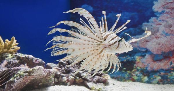 Shanghai Ocean Aquarium: Admission Ticket | China