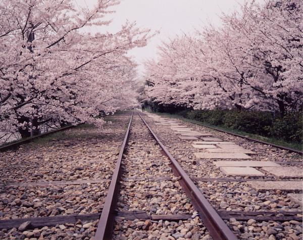 [Includes 1 person] [Seasonal Only] Kyoto Arashiyama Cherry Blossom Day Tour | Arashiyama, Tetsugaku No Michi, Nanzenji Temple, Keage Incline, and Sewaritei| Depart from Osaka and Kyoto
