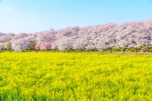 【含 1 人成團方案】關東近郊賞櫻一日遊|太平山櫻花隧道&權現堂櫻堤千本櫻&古河桃源鄉&燒肉吃到飽|東京新宿出發