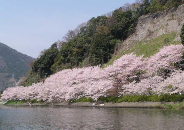 [Includes 1 person] Seasonal Tour | Shiga Cherry Blossom Day Tour | Kaizu-Osaki & Makino Agricultural Park ~ Metasequoia Tree Path & Nagahama Black Walls & Strawberry Picking & La Collina Omihachiman | Departs from Osaka and Kyoto