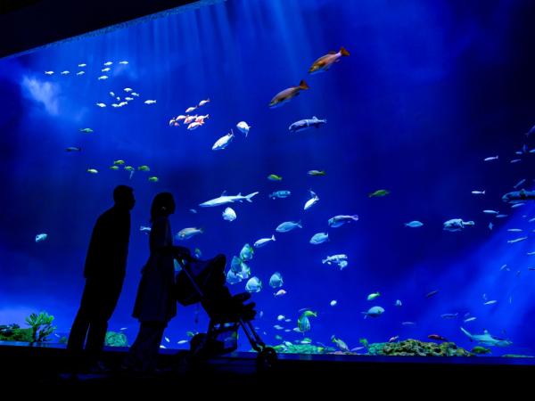 DMM Kariyushi Aquarium Tickets in Okinawa, Japan | Receive an Ice Cream Voucher