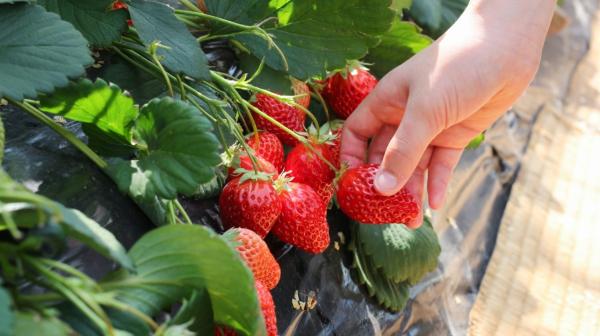 【Yanagawa River Cruise Day Trip】Strawberry Picking + Yanagawa Water Village + Koimo Shrine + Dazaifu Tenmangu Shrine Visit | Round Trip from Fukuoka