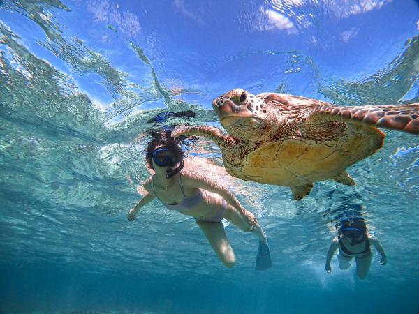 Okinawa Miyakojima Sea Turtle Snorkeling Beginners and Families Welcome Free Photo Data