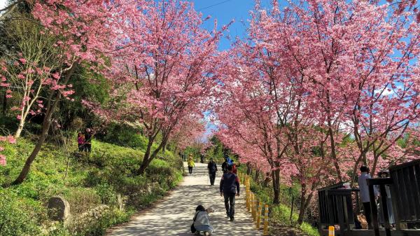 新竹|司馬庫斯2日來回接送|神木群步道、司立富瀑布、觀景台、部落巡禮|台北/桃園/新竹出發
