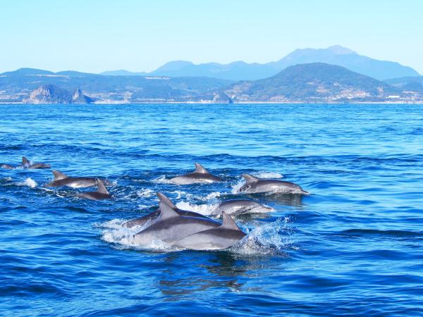 Dolphin watching experience (Minamishimabara, Nagasaki)