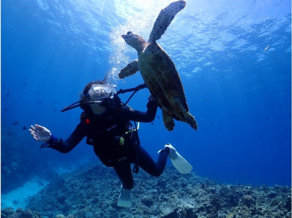 Free transportation, photos, and videos! [Okinawa Prefecture, Kerama Islands] Kerama Fun Diving (2 dives and up)
