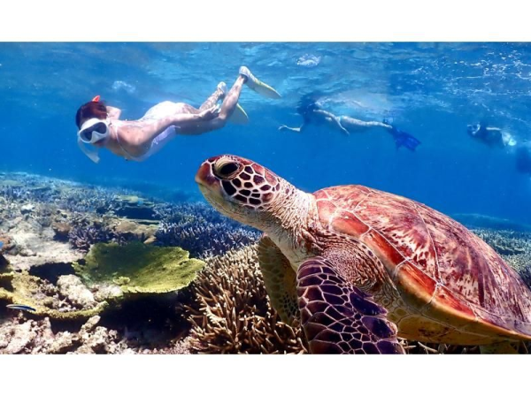 [The Very Popular Yabiji] Go with a Local Captain! Swim with Sea Turtles on Japan's Largest Coral Reef (Drone Photography Included)