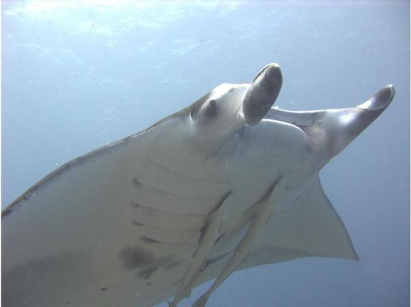 【石垣島,卡比拉】只有在卡比拉才能看到!海龜和蝠鱝近在咫尺,令人印象深刻!上午提供基礎兩潛課程。