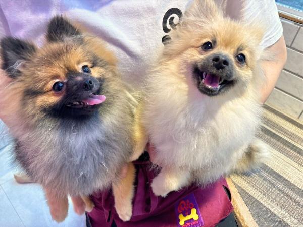 [東京 | リオ原宿ドッグカフェ] 犬と触れ合おう - 30 分または 60 分の 2 つのインタラクティブ体験から 1 つをお選びください。