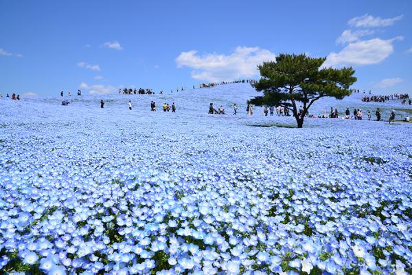 A day trip to see the nemophila flowers at Hitachi Seaside Park and the wisteria fields at Ashikaga Flower Park in Japan | Departing from Tokyo