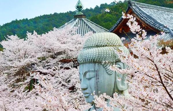 【櫻花限定】奈良壺坂寺櫻花大佛・又兵衛千年櫻・朝護孫子寺・奈良公園一日遊|大阪出發