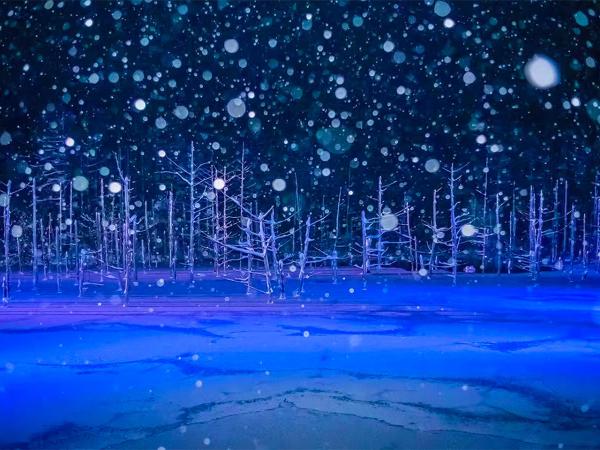 【北海道イルミネーションツアー】フェアリーテラス&四季彩丘&インスタ映えクリスマスツリー&白緋の滝&青い池ライトアップ日帰りツアー|英語・中国語ガイド付き