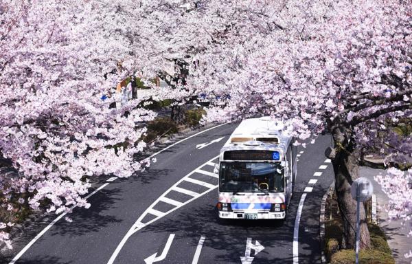 A day trip to Ibaraki, Japan, including Ambihiki Kannon Senbonzakura, Hitachi Cherry Blossom Festival, and a sunset view.