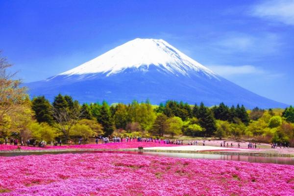 富士山、本栖湖芝桜まつり、山中湖、忍野八海、温泉などを楽しむ東京日帰り旅行|銀座発