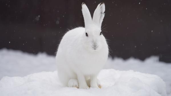 삿포로 마루야마 동물원 입장권 (홋카이도)