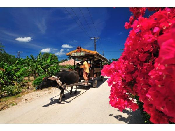 【沖縄・竹富島】大人気の竹富島を大満喫!「竹富島 水牛車・サイクリングコース」<竹F>