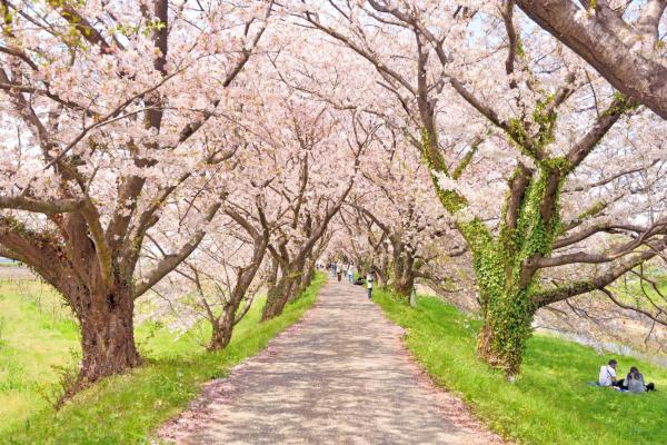Yokabus九州福岡櫻花一日遊|寶滿宮竈門神社・秋月城跡・流川櫻花大道・浮羽稻荷神社・舞鶴公園