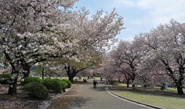 Tokyo, Japan | Shinjuku Gyoen National Garden Electronic Admission Ticket