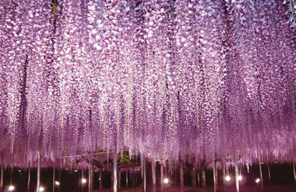 国営ひたち海浜公園 ネモフィラ+あしかがフラワーパーク 藤ライトアップ 日帰りツアー 新宿発