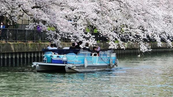 大阪大川春日赏樱游船体验