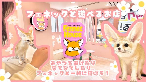 【東京新宿|フェネックハウス】フェネックギツネとのふれあい体験|愛らしく癒し効果のある動物たちと間近で触れ合おう