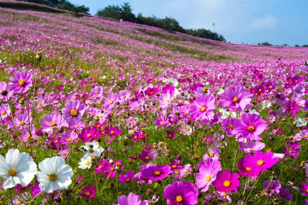 【中國】江西純玩3天團|低至HK$79 起|《春韻》花海梯田、古堡古橋、茶海品茗、詩意鄉野|《踏春》陽明山粉紫浪漫杜鵑花、枚江金色油畫油菜花、地質秘境羅霄山|深圳出發